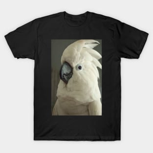 Umbrella cockatoo parrot bird portrait T-Shirt